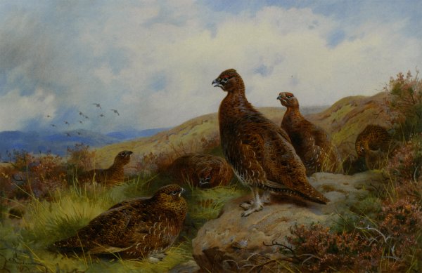 Main Product Photo of Red Grouse Packing Painting by Archibald Thorburn