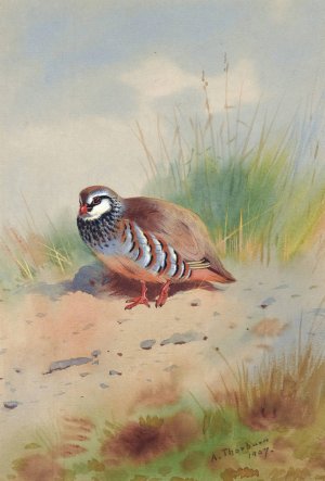 Red-Legged Partridge by Archibald Thorburn Oil Painting