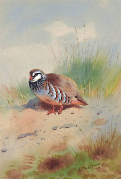 Red-Legged Partridge  by Archibald Thorburn - Hand-Painted Oil Painting Reproduction