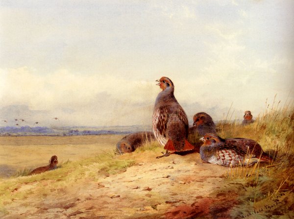 Main Product Photo of Red Partridges Painting by Archibald Thorburn