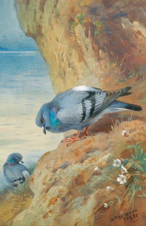 Rock Doves by Archibald Thorburn Oil Painting