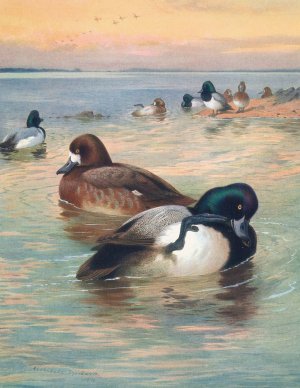 Scaup Duck by Archibald Thorburn Oil Painting