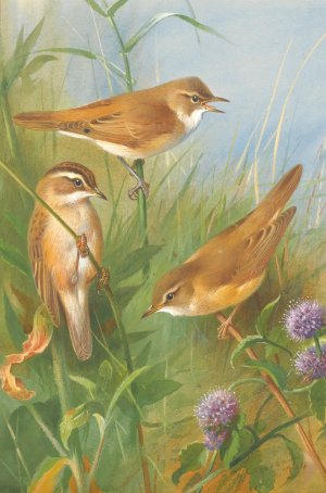 Sedge Warbler, Reed Warbler And marsh Warbler by Archibald Thorburn Oil Painting