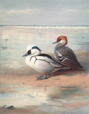 Smew by Archibald Thorburn Oil Painting