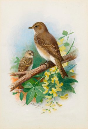 Spotted Flycatchers by Archibald Thorburn Oil Painting