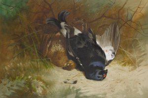 Still Life Of A Pair Of Blackgame by Archibald Thorburn Oil Painting