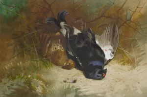 Still Life Of A Pair Of Blackgame by Archibald Thorburn Oil Painting