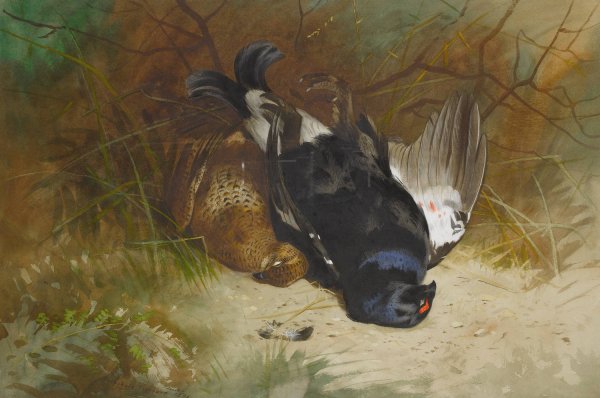 Still Life Of A Pair Of Blackgame  by Archibald Thorburn - Hand-Painted Oil Painting Reproduction