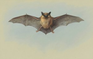 Study of a common pipistrelle bat by Archibald Thorburn Oil Painting