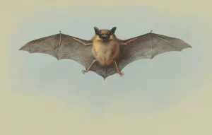 Study of a common pipistrelle bat by Archibald Thorburn Oil Painting