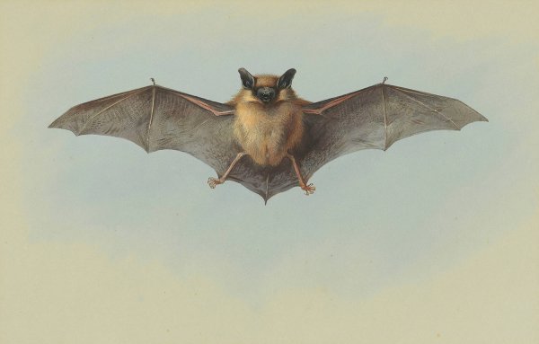 Study of a common pipistrelle bat by Archibald Thorburn - Hand-Painted Oil Painting Reproduction