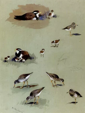 Study of Sandpipers, Cream-Coloured Coursers and Other Birds by Archibald Thorburn - Oil Painting Reproduction