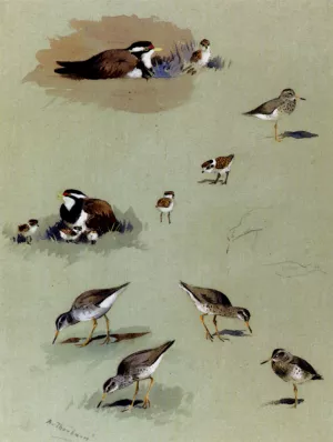 Study of Sandpipers, Cream-Coloured Coursers and Other Birds Oil painting by Archibald Thorburn