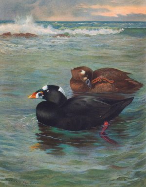 Surf-Scoter by Archibald Thorburn Oil Painting
