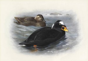 Surf Scoter by Archibald Thorburn Oil Painting