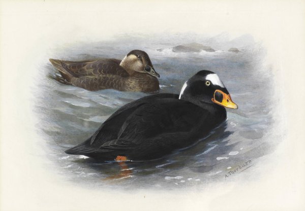 Surf Scoter by Archibald Thorburn - Hand-Painted Oil Painting Reproduction