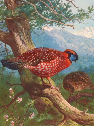 Temminck's Tragopan by Archibald Thorburn Oil Painting