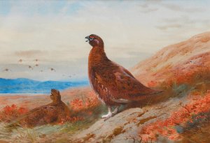 The Challenge Oil painting by Archibald Thorburn