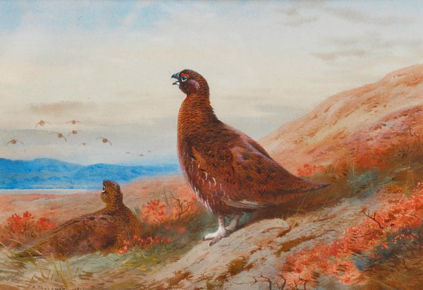 The Challenge  by Archibald Thorburn - Hand-Painted Oil Painting Reproduction