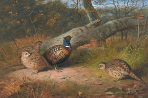 The Fallen Beech- A Cock And Three Hen Pheasants With A Wasp by Archibald Thorburn Oil Painting