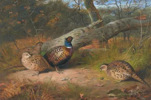 The Fallen Beech- A Cock And Three Hen Pheasants With A Wasp by Archibald Thorburn Oil Painting