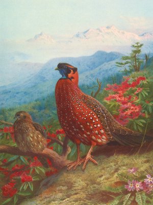 The Satyr Tragopan by Archibald Thorburn Oil Painting