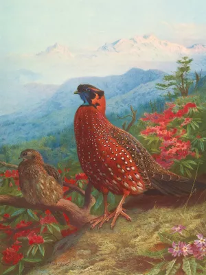 The Satyr Tragopan by Archibald Thorburn Oil Painting