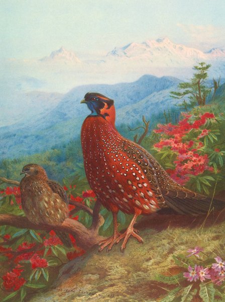 The Satyr Tragopan  by Archibald Thorburn - Hand-Painted Oil Painting Reproduction