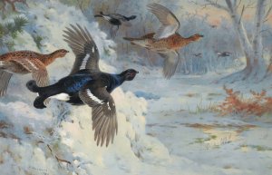 Through The Snowy Coverts-Blackgame by Archibald Thorburn Oil Painting
