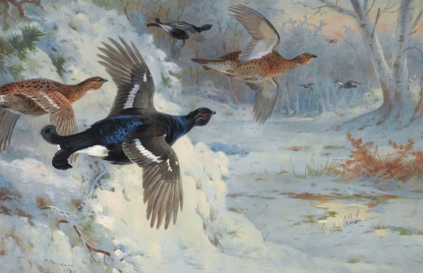 Through The Snowy Coverts-Blackgame  by Archibald Thorburn - Hand-Painted Oil Painting Reproduction