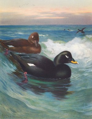 Velvet-Scoter Oil painting by Archibald Thorburn