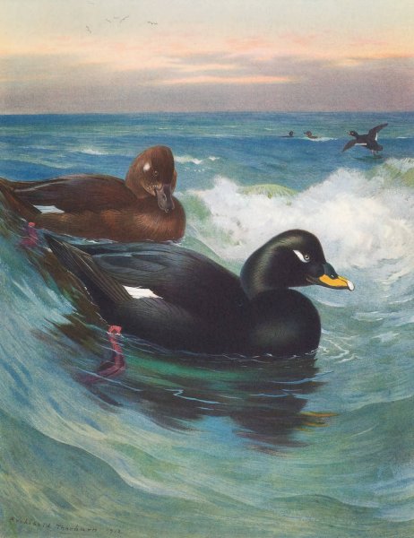 Velvet-Scoter  by Archibald Thorburn - Hand-Painted Oil Painting Reproduction