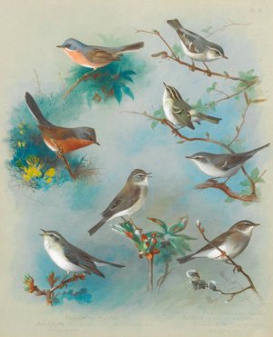 Warbler And Wrens by Archibald Thorburn Oil Painting