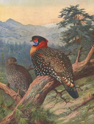 Western Tragopan Oil painting by Archibald Thorburn