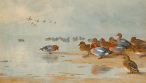 Wigeon And Teal By The Water's Edge by Archibald Thorburn Oil Painting