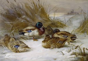 Winter Landscape With Mallard by Archibald Thorburn Oil Painting