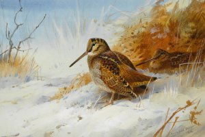 Winter Woodcock by Archibald Thorburn Oil Painting