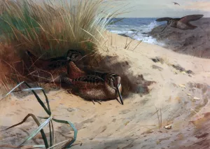 Woodcock Among the Dunes by Archibald Thorburn - Oil Painting Reproduction