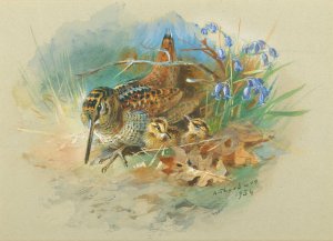 Woodcock and Young by Archibald Thorburn Oil Painting
