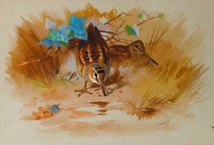 Woodcock In A Sandy Hollow by Archibald Thorburn Oil Painting