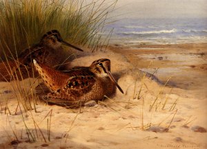 Woodcock Nesting on a Beach