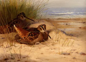 Woodcock Nesting on a Beach by Archibald Thorburn - Oil Painting Reproduction