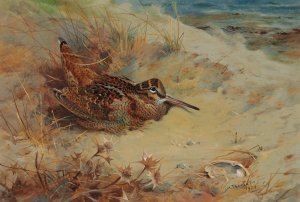 Woodcock sheltering in the sand dunes by Archibald Thorburn Oil Painting