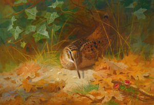 Woodcock Oil painting by Archibald Thorburn