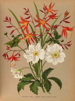 1.Crocosmia Aurea. 2.Anemone Japonica. Honorine Jobert. by Arentina Hendrica Arendsen Oil Painting