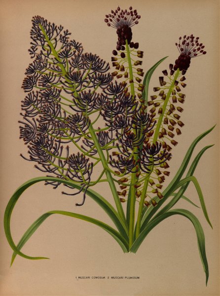 1.Muscari Comosum 2. Muscari Plumosum  by Arentina Hendrica Arendsen - Hand-Painted Oil Painting Reproduction