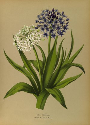 1 Scilla Peruviana 2.Scilla Peruviana Alba by Arentina Hendrica Arendsen Oil Painting