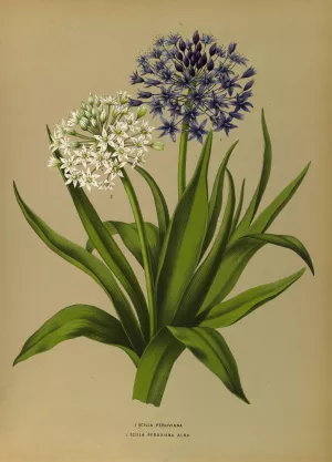 1 Scilla Peruviana 2.Scilla Peruviana Alba by Arentina Hendrica Arendsen Oil Painting