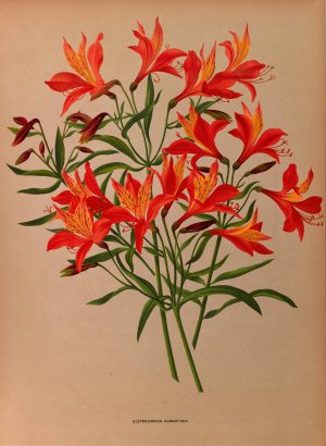 Alstroemeria Aurantiaca by Arentina Hendrica Arendsen Oil Painting