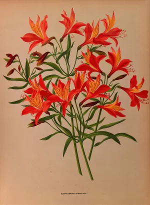 Alstroemeria Aurantiaca by Arentina Hendrica Arendsen Oil Painting